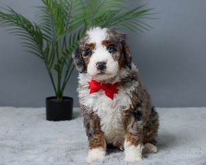 Pepper Mini Bernedoodle